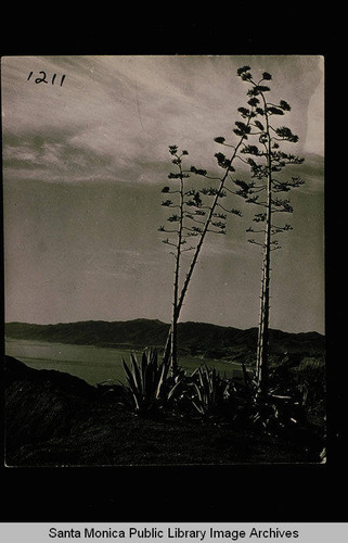 Palisades Park with Century Plants