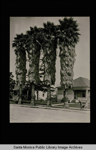 Four palm trees on an unidentified Santa Monica Street