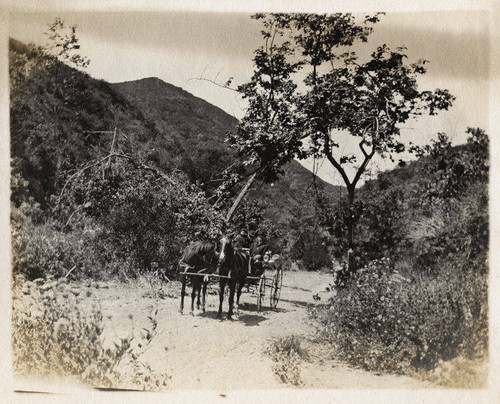 Horses and buggy at the entrance to Sullivan Canyon in the Santa Monica Mountains