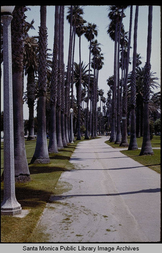 Path through the palm trees in Palisades Park, Santa Monica, Calif