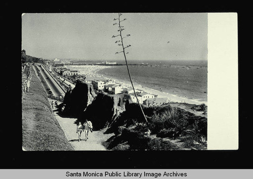 Century Plant and Palisades Park with a view of Santa Monica Beach and the Santa Monica Pier