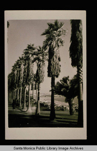 Palms in Palisades Park, Santa Monica, Calif