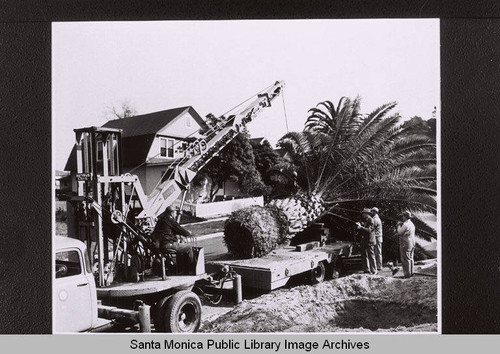 Santa Monica City crew moving a Phoenix Canarensis palm in February, 1951