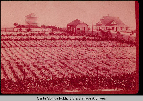 E. J. Vawter's carnation fields, Santa Monica, Calif