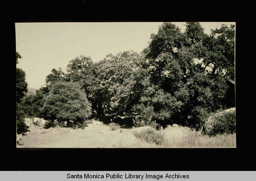 Trees in Topanga Canyon, Calif