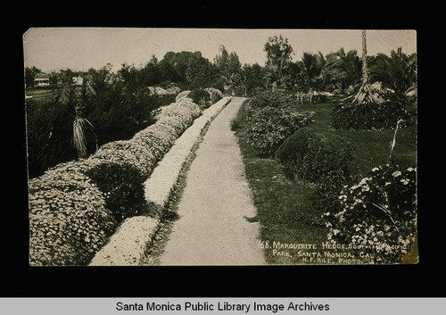 Marguerite hedge on Ocean Avenue in Southern Pacific Park, Santa Monica, Calif