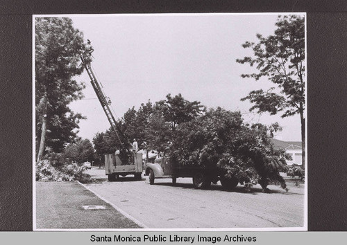 Trimming parkway trees (Grevillea robusta trees) on Twenty-Fourth Street, Santa Monica, Calif