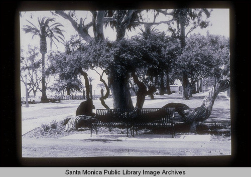 Palisades Park, Santa Monica, Calif