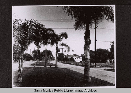 Fourth Street center parkway north of Montana Avenue with Coco palms, Santa Monica, Calif