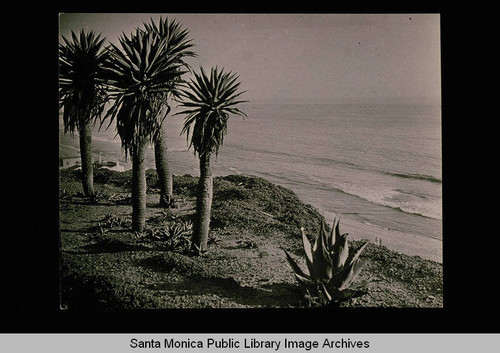 Palms in Palisades Park, Santa Monica, Calif