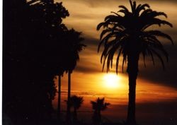 Campus landscape, palm trees and sunset