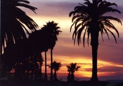 Campus landscape, palm trees and sunset