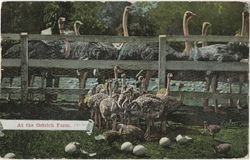 At the ostrich farm