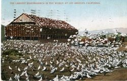 The largest pigeon ranch in the world at Los Angeles, California