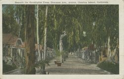 Beneath the eucalyptus trees, Descanso Ave., Avalon, Catalina Island, California