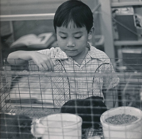 Guinea pigs, part of the pet lending program, 1974