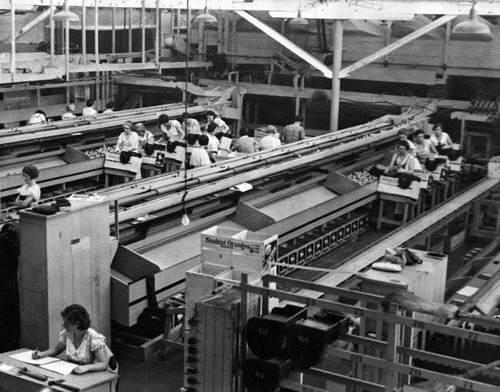 Employees packing oranges inside the Tustin Hills Citrus Association plant on Newport Avenue in Tustin