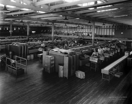 Interior of the Santa Ana/Tustin Mutual Orange Distributors (M.O.D.) packing house showing workers and machinery, ca. 1938