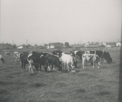 Van Hunnick Dairy, 9121 Valley View Street, Cypress