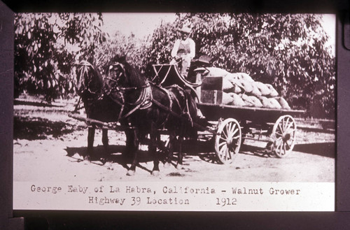 George Eaby of La Habra, California, walnut grower, Highway 39 location