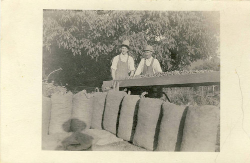 John E. Ward on right with apricots, Tustin