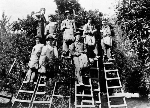 Orange pickers on ladders in front of fruit trees in Tustin orchard, ca. 1912