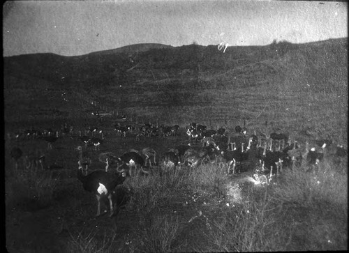 Ostriches in La Habra