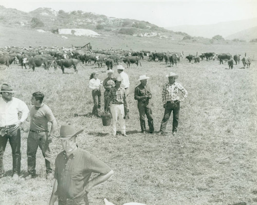 Cattle vaccination at Mission Viejo Ranch