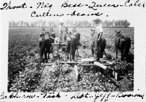 Cutting beans at Tustin Meadows