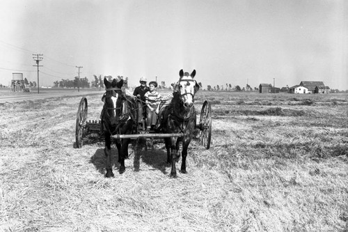 Roscoe Jones and horse team haying rig, Costa Mesa, California, April 1953