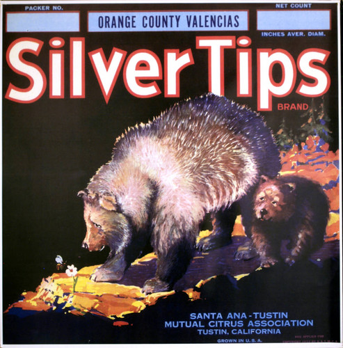 Silver Tips Brand Orange County Valencias, Santa Ana-Tustin Mutual Citrus Association fruit crate label, 1933