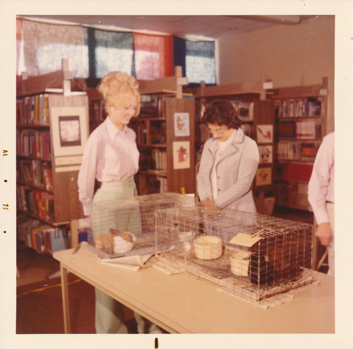 Rabbits in cages at the Los Alamitos Rossmoor Library