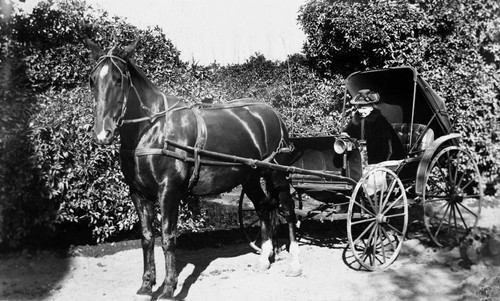 Lydia Preble in horse and buggy, Tustin, ca. 1900