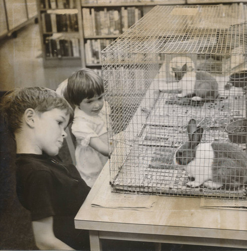 Rabbits, part of the pet lending program, 1974