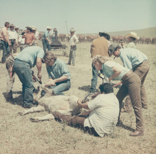 Cattle vaccinations