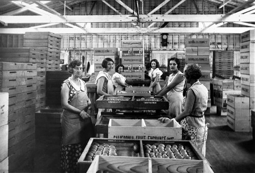 Women packing lemons at the Golden West Citrus Association packing house, Tustin