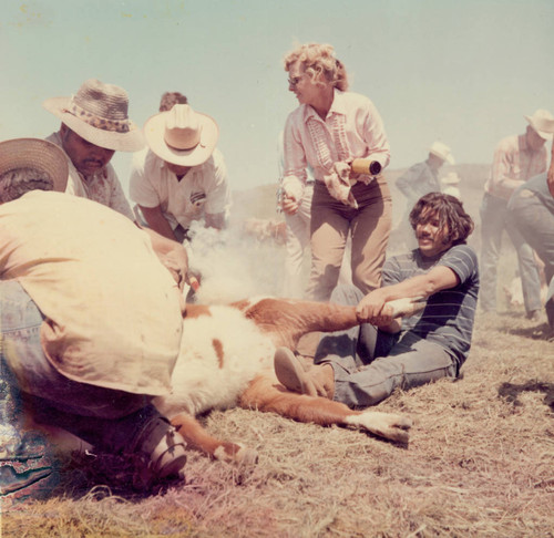 Cattle vaccinations