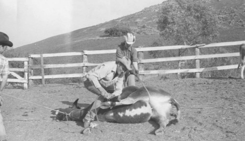 Castrating or vaccinating on Chandlers Ranch