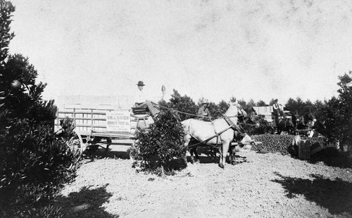 Horse and wagon hauling oranges from the Hiram K. Snow orchard in Tustin