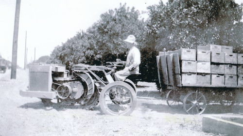 Oranges loaded on tractor