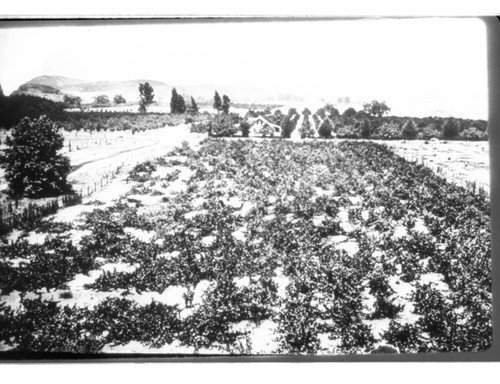 Harvey Bennett Ranch house with Munger vineyard, ca. 1915