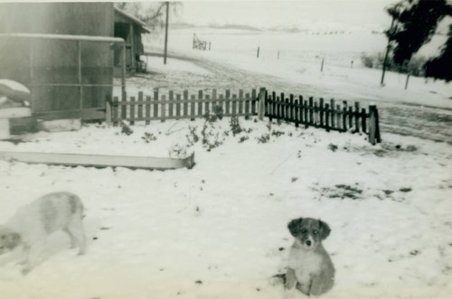 Snowfall near Peters Lake, January, 1949