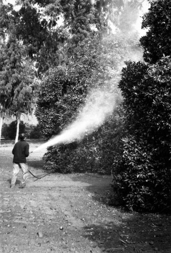 Pest control worker hand-spraying orange trees, Tustin, ca. 1960