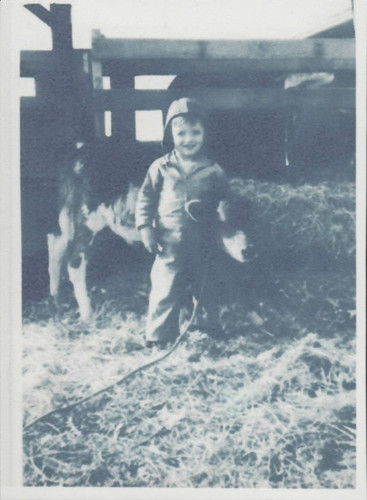 Mike Hennig with calf at Farnsworth Ranch in Huntington Beach, 1947