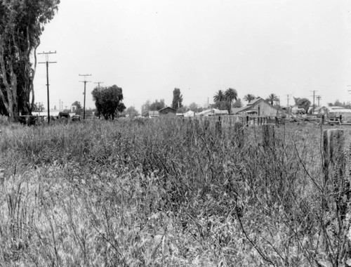 Hazard farm, Van Buren Ave, Midway City, 1960