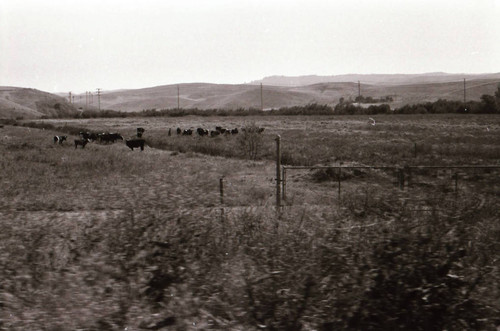 Cattle in Laguna Hills