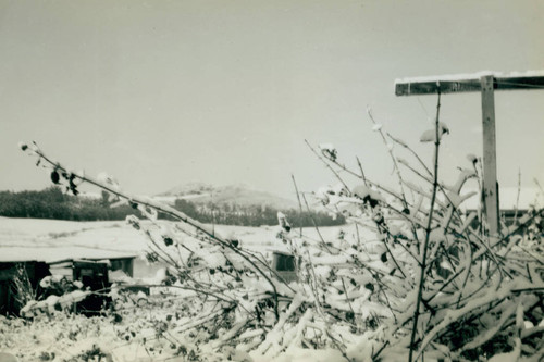 Snowfall at Peters Lake, 1949