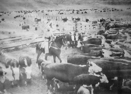 Cattle in pens at Moulton Ranch, El Toro