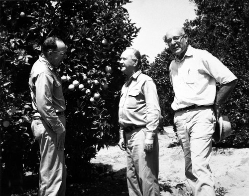 R.P. Buckner, Harry Wright and Paul Andres in the A.J. McFadden grove at Jeffrey and Valencia, Tustin, ca. 1960