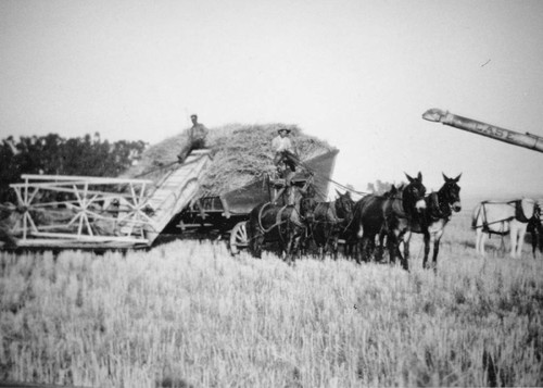 Harvesting at Moulton Ranch, El Toro